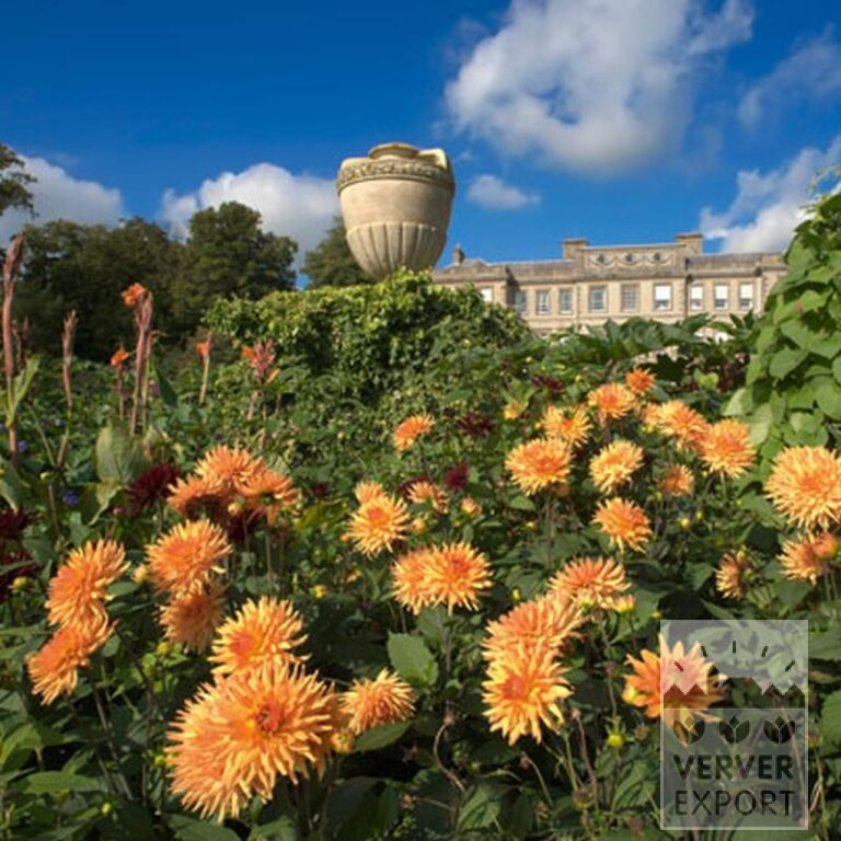 Dahlia 'Ludwig Helfert' (22046) – Image 2