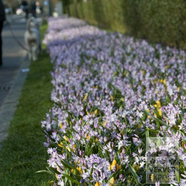 Crocus 'Jaune' (14001) – Image 3