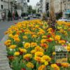 Tulipes 'Double Gudoshnik' (12338) – Image 2
