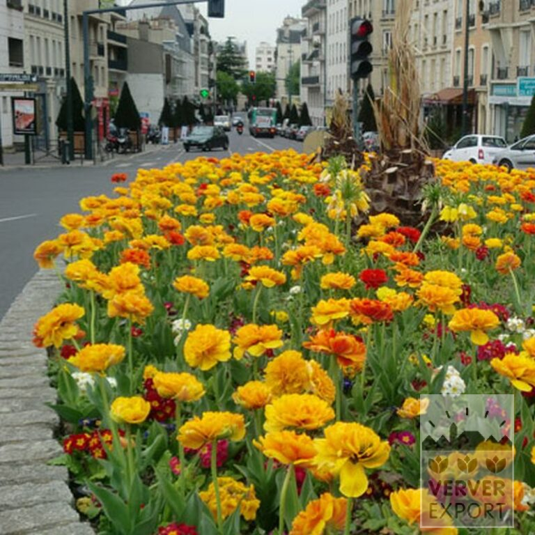 Tulipes 'Double Gudoshnik' (12338) – Image 2