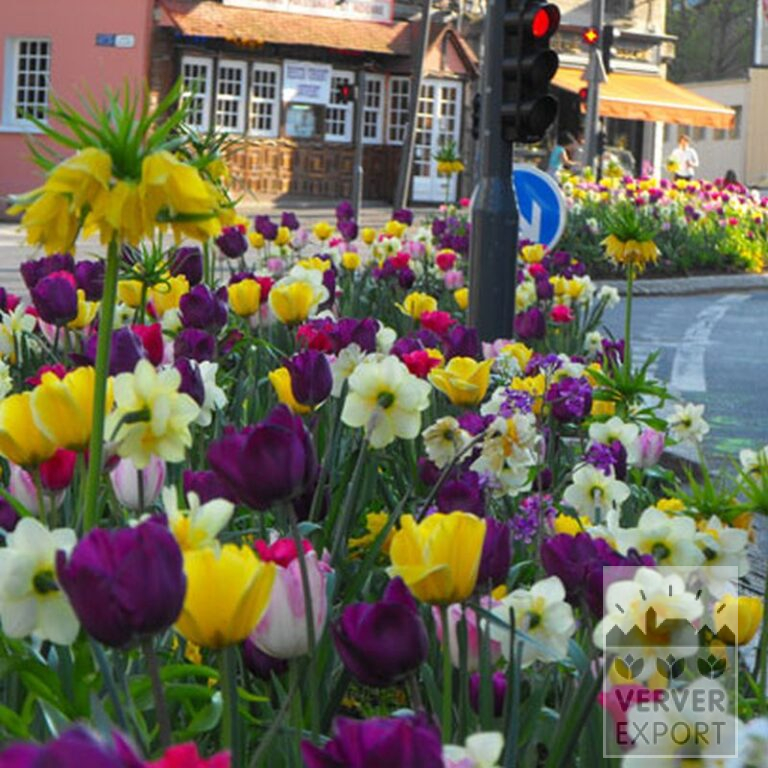Tulipes 'Jaap Groot' (12313) – Image 2