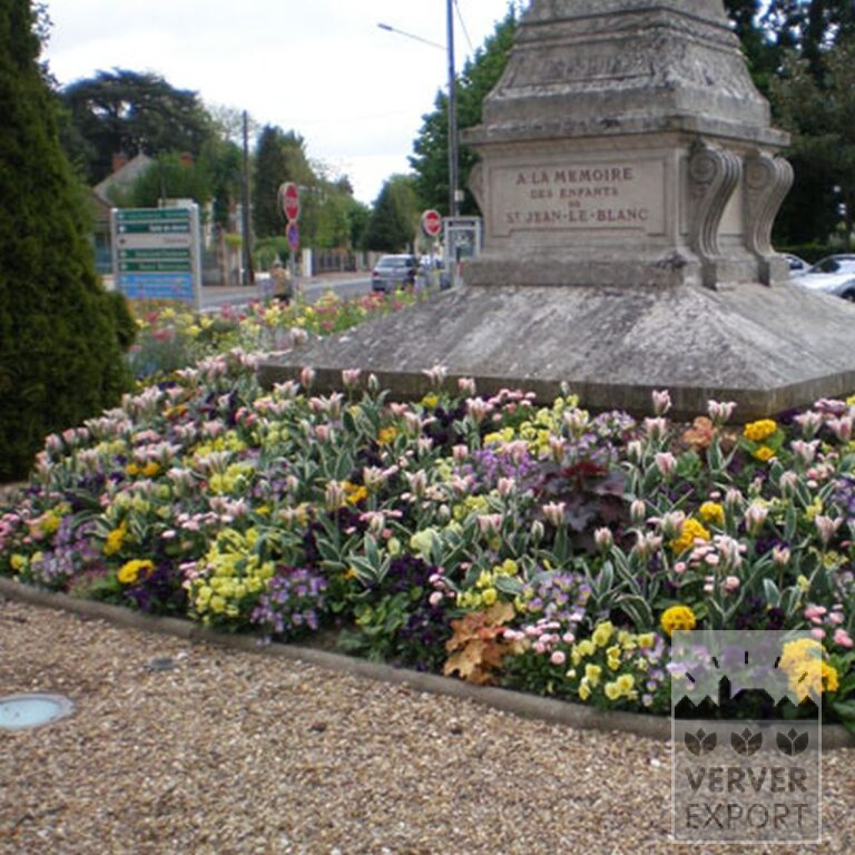 Tulipes 'China Town' (12281) – Image 2