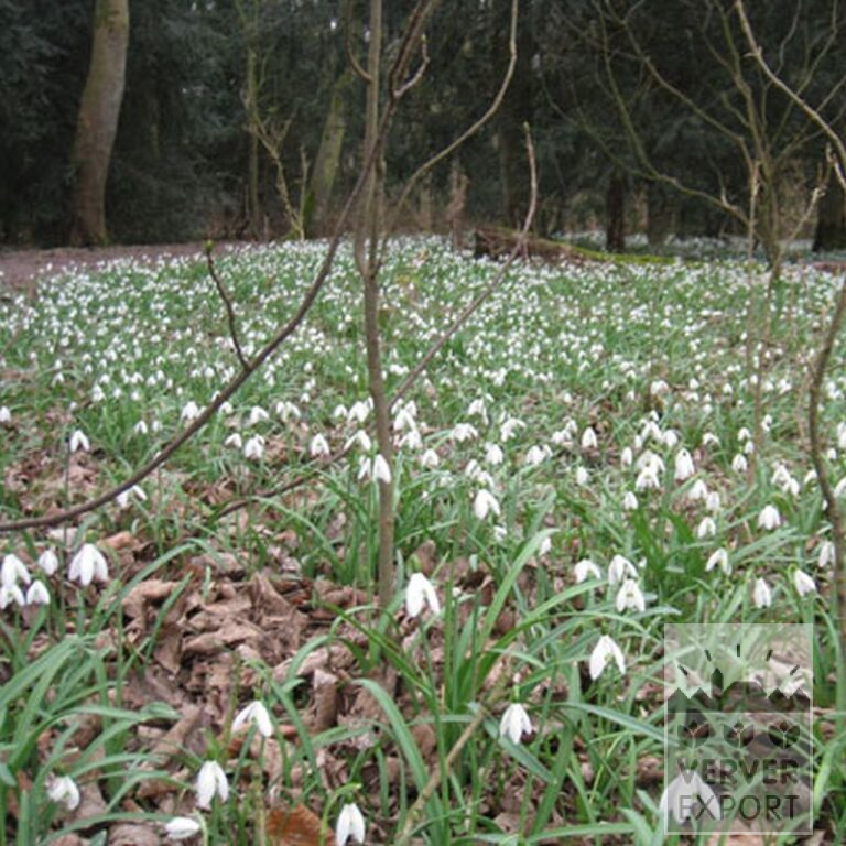 Galanthus nivalis (16058) – Image 2