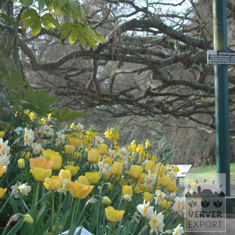 Fritillaria imperialis 'Lutea' (16053) – Image 15