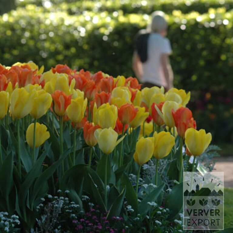 Tulipes 'Orange Emperor' (12050) – Image 6