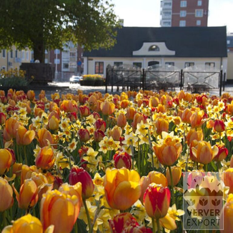 Tulipes 'Banja Luka' (12516) – Image 2