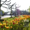 Tulipes 'Givenchy' (12319) – Image 2