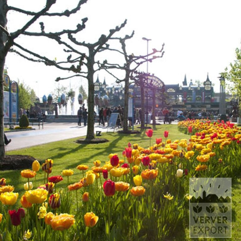 Tulipes 'Helmar' (12211) – Image 4