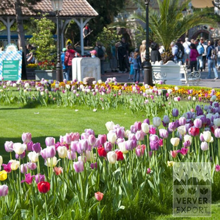 Tulipes 'Pink Impression' (12181) – Image 3