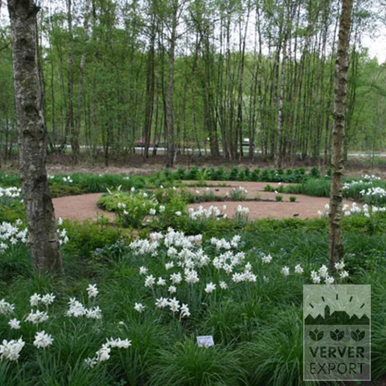 Narcisses 'Thalia' (15066) – Image 9