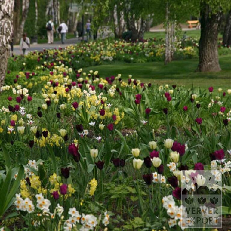 Tulipes 'Spring Green' (12288) – Image 4