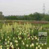 Tulipes 'Queen of Night' (12217) – Image 5
