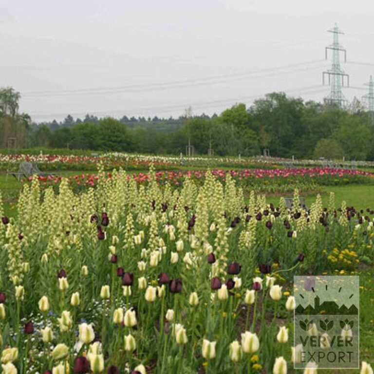 Tulipes 'Spring Green' (12288) – Image 5