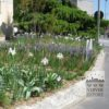 Iris hollandais 'Saturnus' (36067) – Image 4