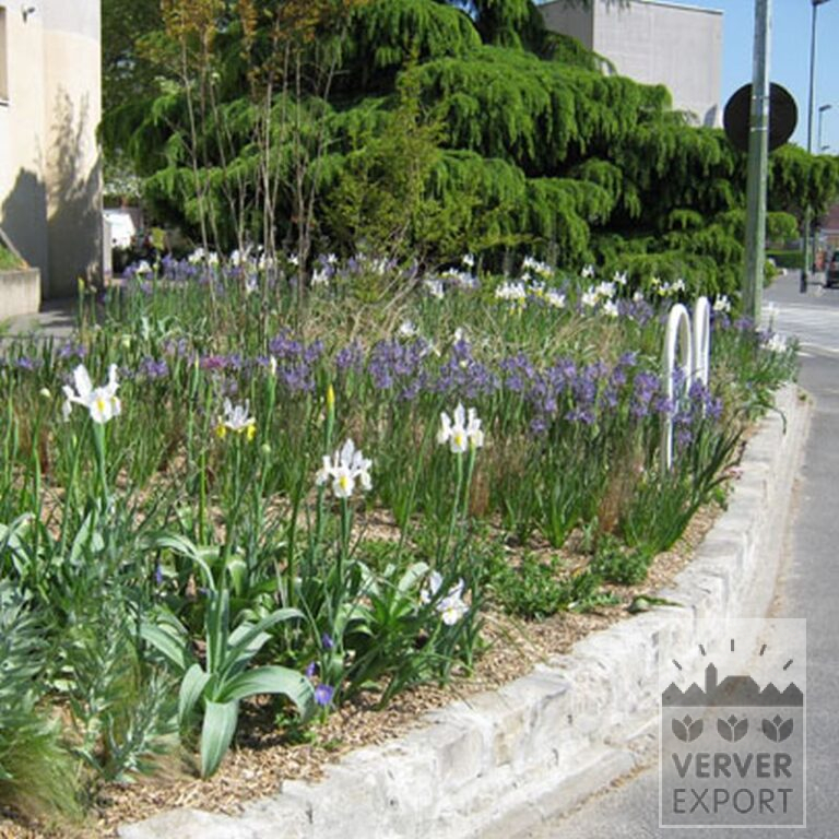Iris hollandais 'Saturnus' (36067) – Image 4