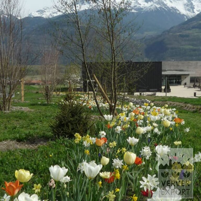 Tulipes 'Orange Emperor' (12050) – Image 7