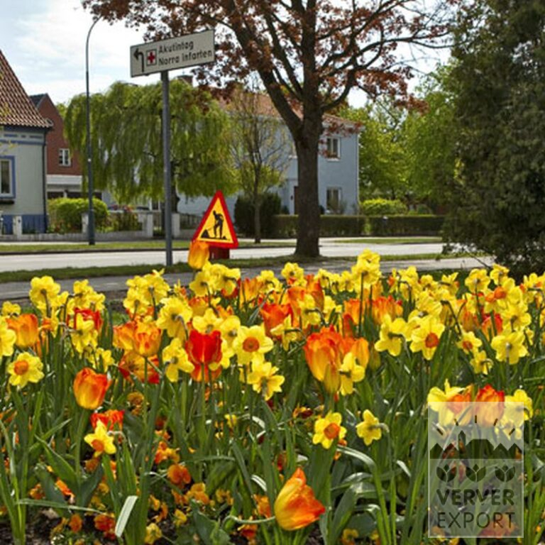 Mélanges Verver 'Ville de Riom' © (11154) – Image 4