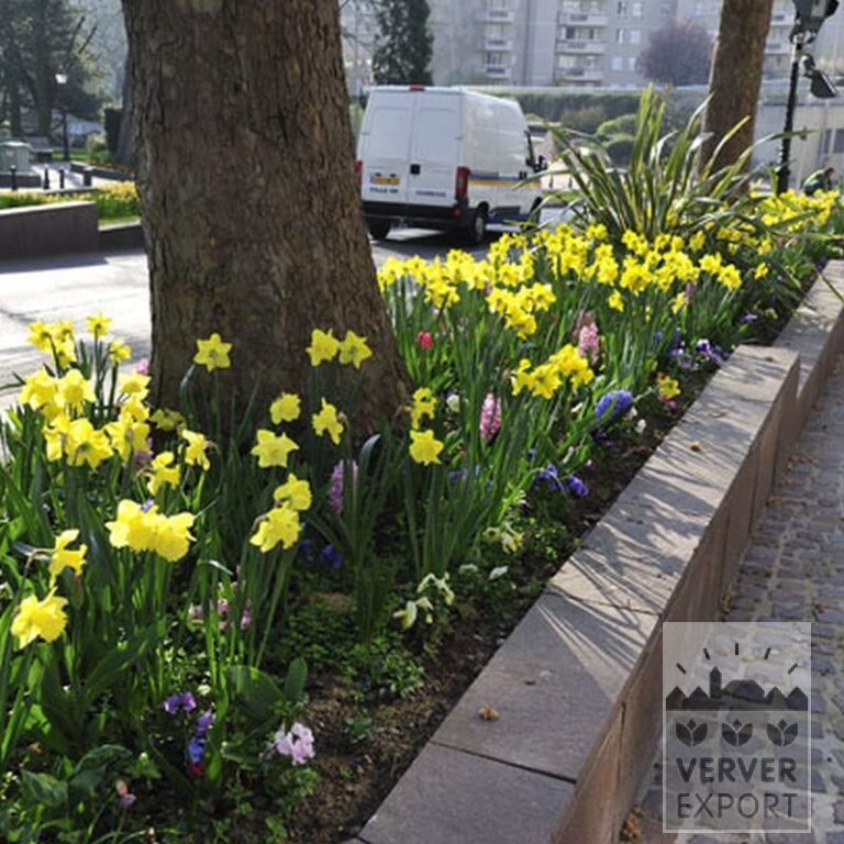 Narcisses 'Carlton' (15029) – Image 3