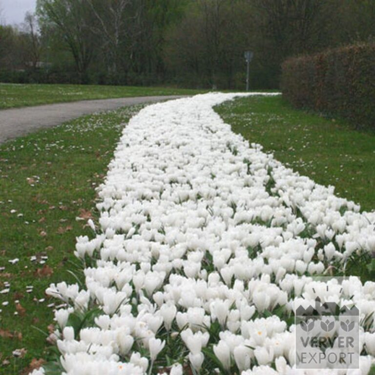 Crocus 'Jeanne d'Arc' (14002) – Image 11