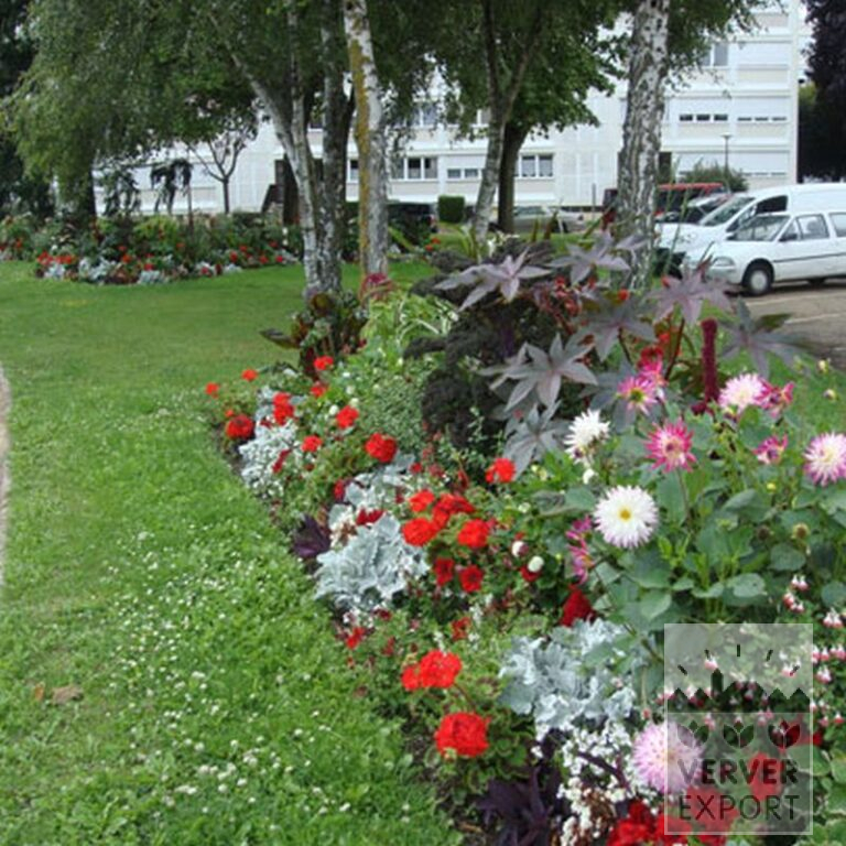 Dahlia 'Park Princess' (22022) – Image 6