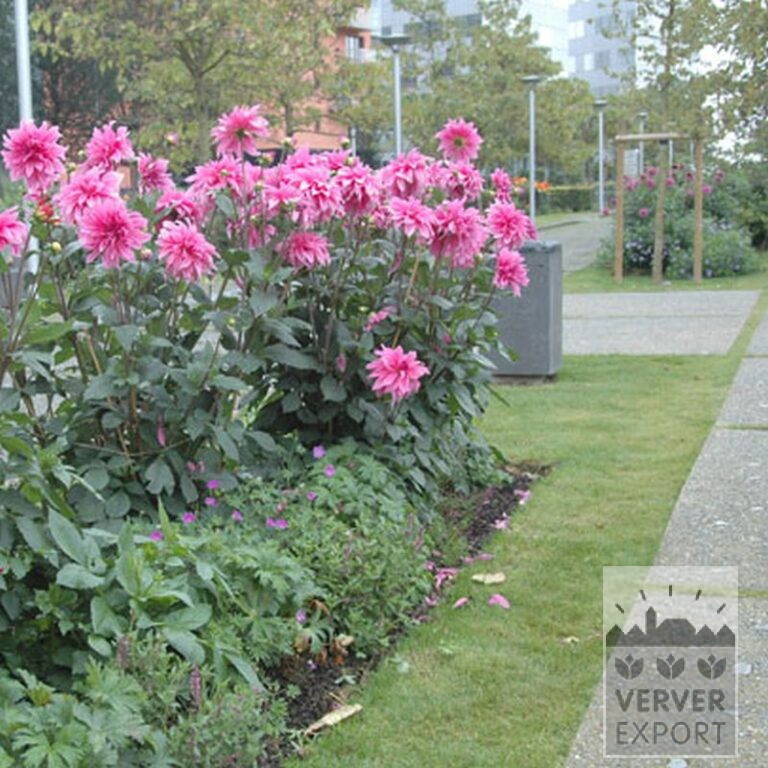 Dahlia 'Babylon Rose' (22229) – Image 2