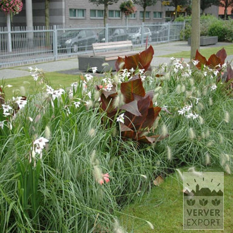 Canna Pré-Cultivés 'Durban' (29201) – Image 3