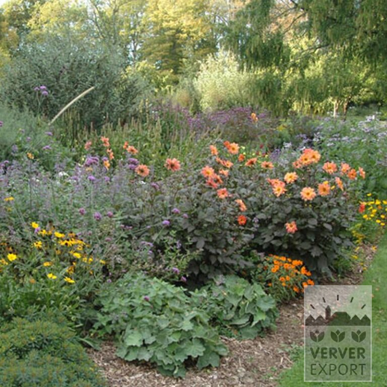 Dahlia 'First Love' (22170) – Image 3