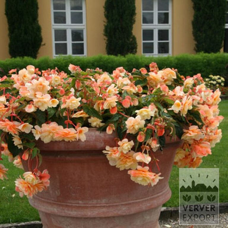 Bégonia pendula en mélange (25007) – Image 5