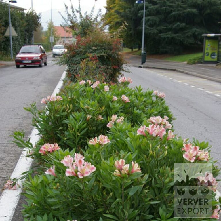 Alstroemeria Pré-Cultivés Rose (29263) – Image 2