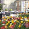 Tulipes 'Apricot Emperor' (12059) – Image 3