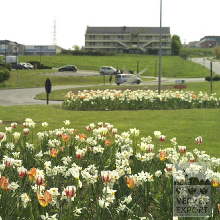 Tulipes 'Orange Emperor' (12050) – Image 8