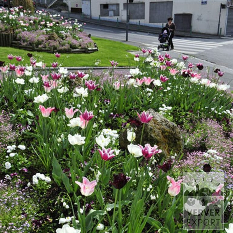 Tulipes 'Ballade' (12184) – Image 6