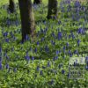 Muscari armeniacum (16079) – Image 8