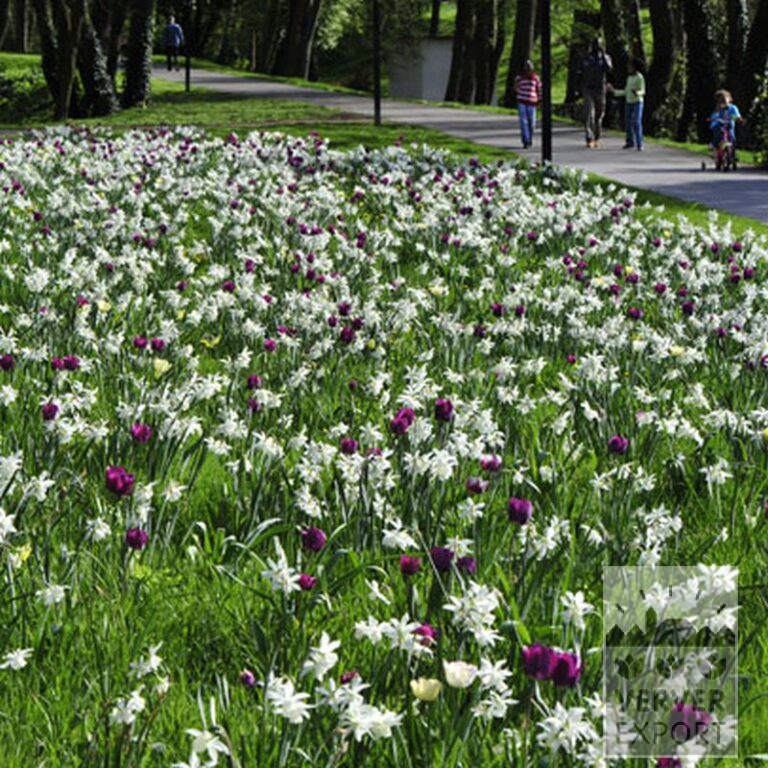 Tulipes 'Passionale' (12109) – Image 4