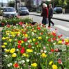 Tulipes 'Oscar' (12146) – Image 2