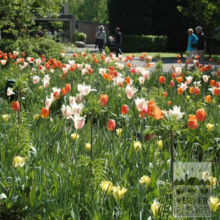 Tulipes 'Formosa' (12321) – Image 2