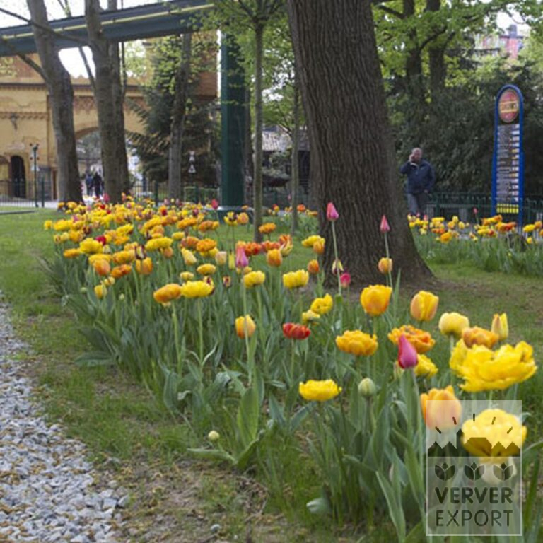 Tulipes 'Big Chief' (12169) – Image 2