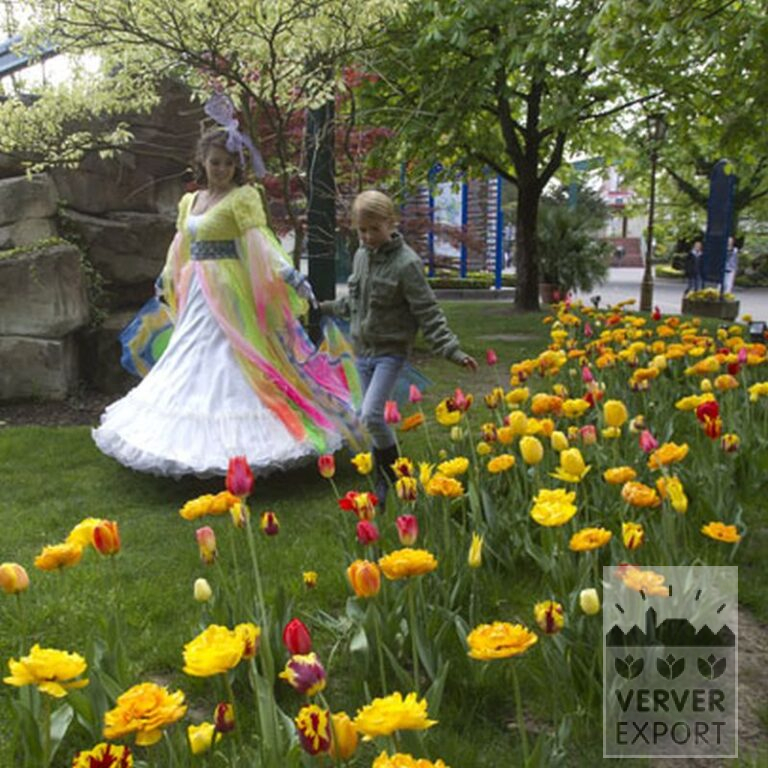 Tulipes 'Big Chief' (12169) – Image 3