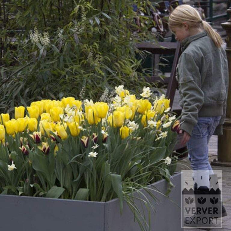 Tulipes 'Gavota' (12134) – Image 3