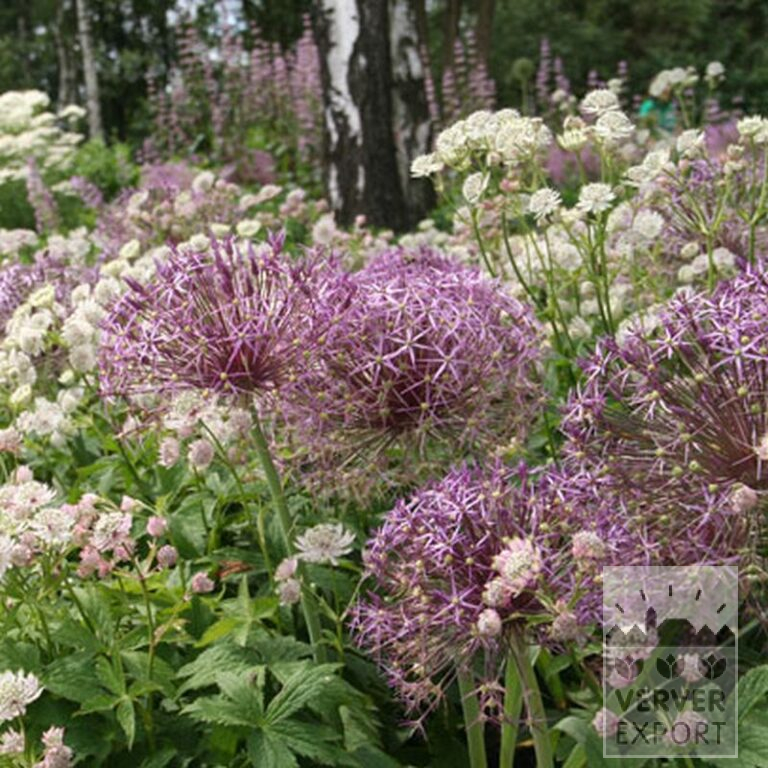 Allium (ail d'ornement) cristophii (16003) – Image 4