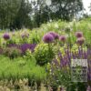 Allium (ail d'ornement) giganteum (16006) – Image 8