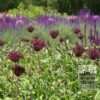 Allium (ail d'ornement) atropurpureum (16002) – Image 2
