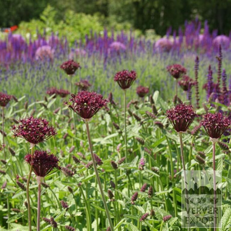 Allium (ail d'ornement) atropurpureum (16002) – Image 2