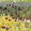 Allium (ail d'ornement) atropurpureum (16002) – Image 3
