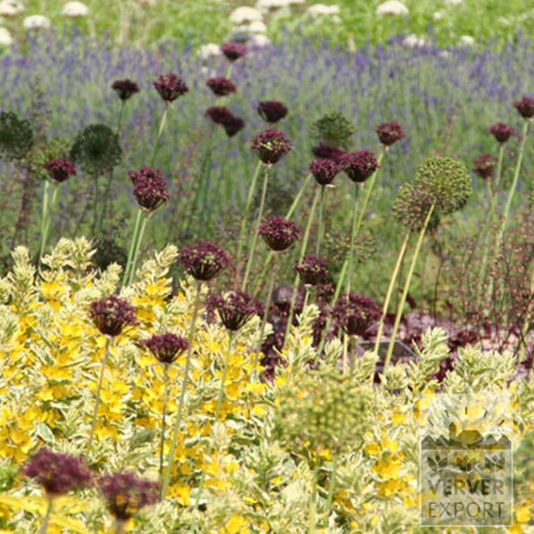 Allium (ail d'ornement) atropurpureum (16002) – Image 3