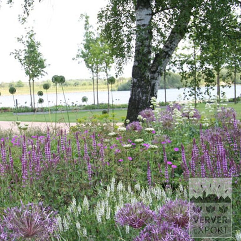 Allium (ail d'ornement) aflatunense 'Purple Sensation' (16134) – Image 4