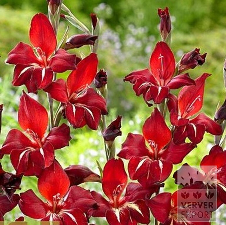 Gladiolus colvillii 'Addi' (23040) – Image 2