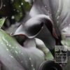 Zantedeschia Supri-All Black (26014) – Image 2