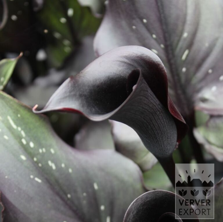 Zantedeschia Supri-All Black (26014) – Image 2