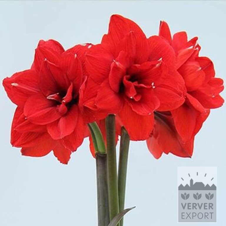 Amaryllis- Intérieur double 'Double King' (36167) – Image 2